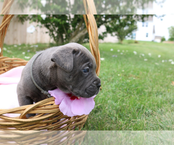 Medium Photo #3 Cane Corso Puppy For Sale in CAMBY, IN, USA