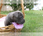 Small #2 Cane Corso
