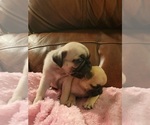 Small #5 Pug
