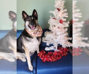 Gerberian Shepsky Dogs for adoption in Orange, CA, USA