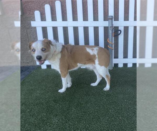 Medium Photo #1 Mutt Puppy For Sale in Modesto, CA, USA