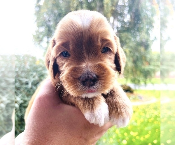 Medium Photo #3 Australian Labradoodle Puppy For Sale in RICHLAND, WA, USA