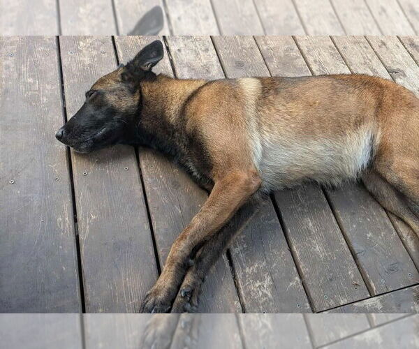 Medium Photo #7 Mutt Puppy For Sale in Imlay City, MI, USA