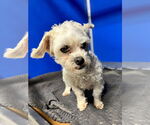 Small #1 Maltese Mix
