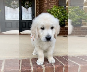 English Cream Golden Retriever Puppy for sale in HUNTSVILLE, AL, USA