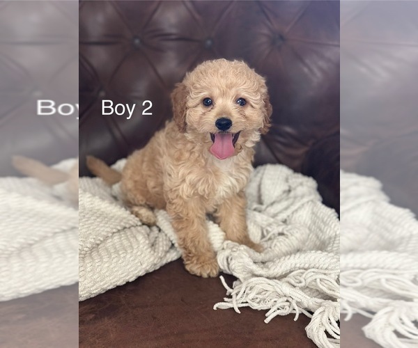 Medium Photo #3 Cavapoo Puppy For Sale in NORMANGEE, TX, USA