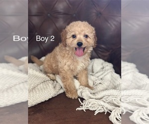 Medium Cavapoo