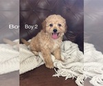 Puppy Puppy 2 Cavapoo