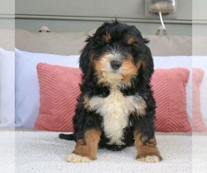 Bernedoodle (Miniature) Puppy for sale in MORGANTOWN, PA, USA