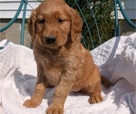 Small #3 Golden Retriever