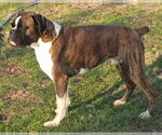 Small Boxer