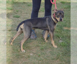 Merlot - Female Jack Russell Terrier-Unknown Mix Dog for Adoption - Photo #10