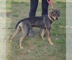 Small Photo #10 Jack Russell Terrier-Unknown Mix Puppy For Sale in Huntley, IL, USA