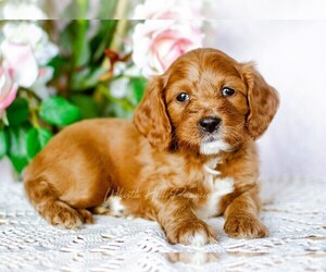 Cavapoo Puppy for sale in DENVER, PA, USA