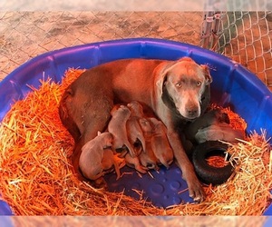 Mother of the Labrador Retriever puppies born on 11/07/2022