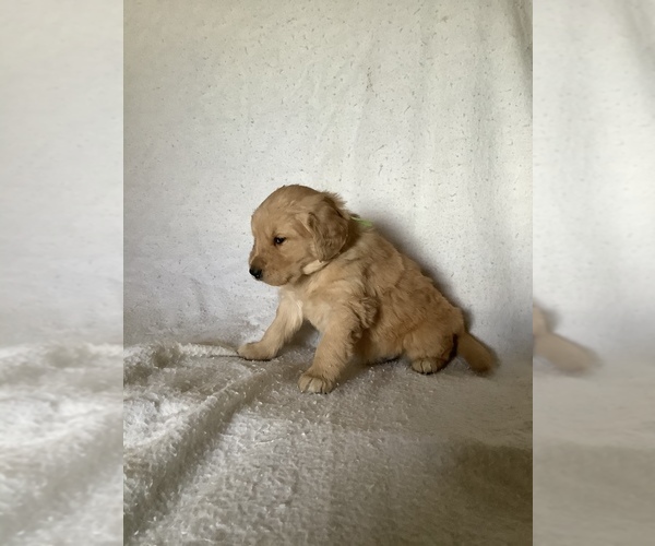 Medium Photo #4 Golden Retriever Puppy For Sale in WESTCLIFFE, CO, USA
