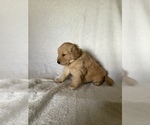 Small Photo #4 Golden Retriever Puppy For Sale in WESTCLIFFE, CO, USA
