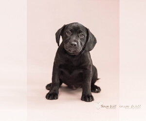 Labrador Retriever-Unknown Mix Dogs for adoption in Greenville, SC, USA