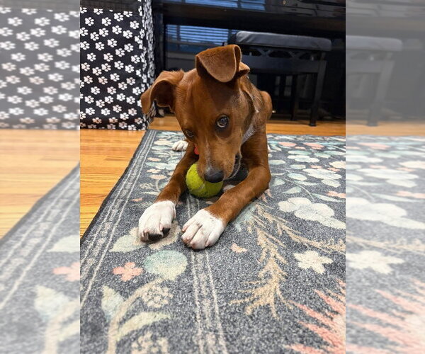 Medium Photo #2 Mutt Puppy For Sale in Mundelein, IL, USA