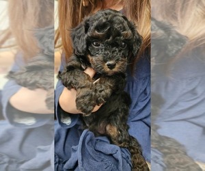 Poodle (Toy) Puppy for sale in AUBREY, TX, USA