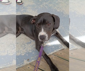 Johnny - Male Boxador Dog for Adoption - Photo #8