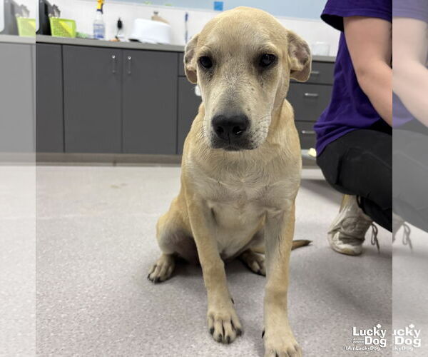 Medium Photo #3 Retriever -Unknown Mix Puppy For Sale in Washington, DC, USA