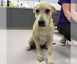 Small #2 Retriever  Mix