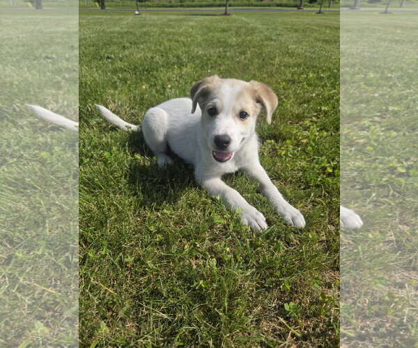 Medium Photo #4 Aussiedor Puppy For Sale in SHERBURNE, NY, USA