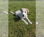 Small Photo #4 Aussiedor Puppy For Sale in SHERBURNE, NY, USA
