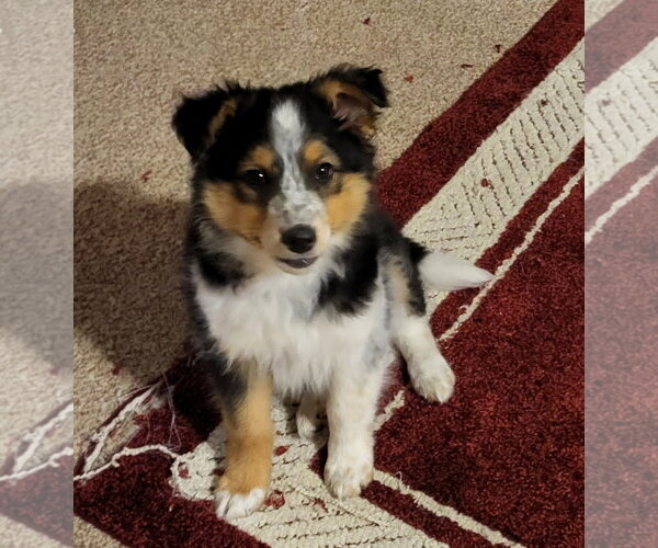 Medium Photo #1 Australian Shepherd-Unknown Mix Puppy For Sale in Genesee, WI, USA