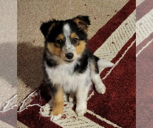 Australian Shepherd-Unknown Mix Dogs for adoption in Genesee, WI, USA