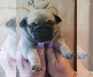 Pug Puppy for sale in OLYMPIA, WA, USA