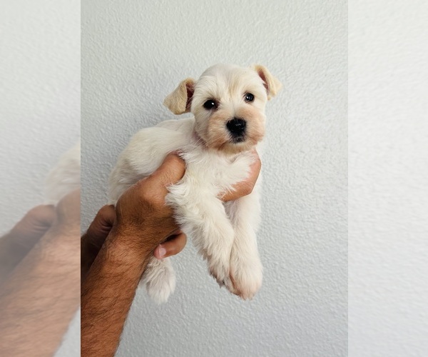 Medium Photo #2 Schnauzer (Miniature) Puppy For Sale in KISSIMMEE, FL, USA