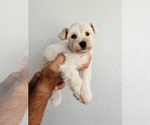 Small #1 Schnauzer (Miniature)
