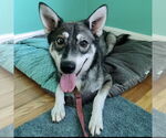 Small #5 Huskies  Mix