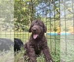 Puppy Bravo Labradoodle
