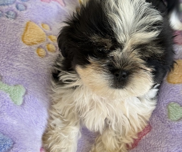 Medium Photo #4 Shih Tzu Puppy For Sale in CANTONMENT, FL, USA