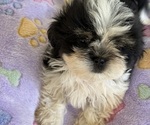 Small #3 Shih Tzu