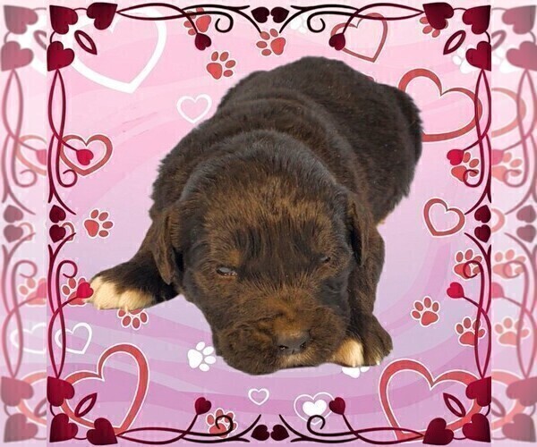 Medium Photo #15 Golden Mountain Dog Puppy For Sale in BLACK FOREST, CO, USA