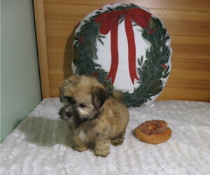 Morkie Puppy for sale in COOKEVILLE, TN, USA