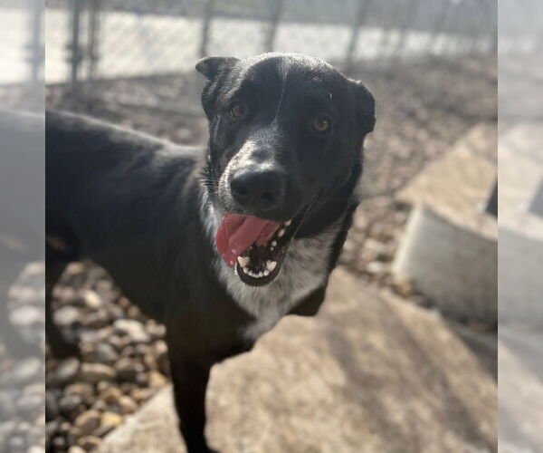 Medium Photo #5 Mutt Puppy For Sale in Rockaway, NJ, USA