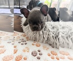 Puppy Puppy 4 French Bulldog