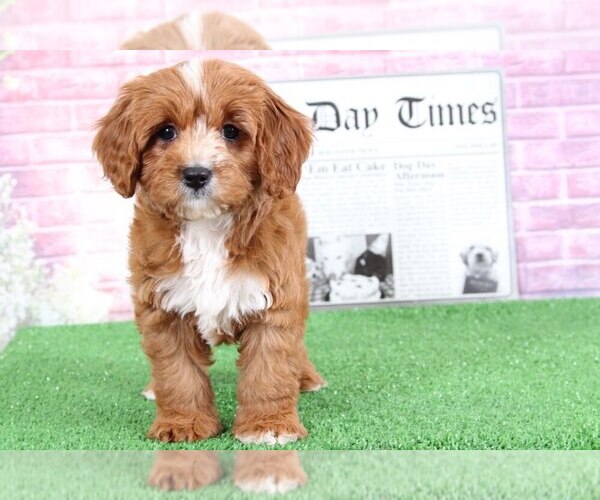 Medium Photo #2 Cavalier King Charles Spaniel-Poodle (Toy) Mix Puppy For Sale in BEL AIR, MD, USA