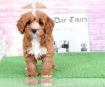 Small Photo #2 Cavalier King Charles Spaniel-Poodle (Toy) Mix Puppy For Sale in BEL AIR, MD, USA