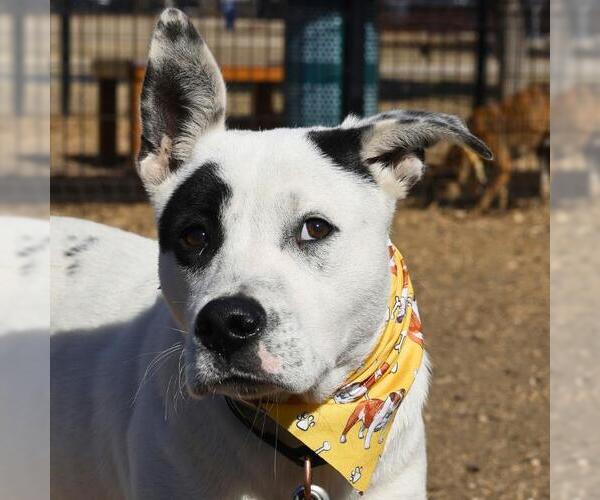 Medium Photo #1 American Staffordshire Terrier-Unknown Mix Puppy For Sale in San Antonio, TX, USA