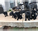Small Photo #21 Cane Corso Puppy For Sale in MCDONOUGH, GA, USA