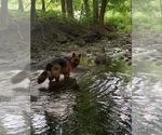 Small Photo #45 German Shepherd Dog Puppy For Sale in LA FAYETTE, NY, USA