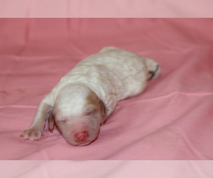 Goldendoodle (Miniature) Puppy for sale in BLMGTN, IN, USA