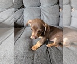 Small #1 Chiweenie