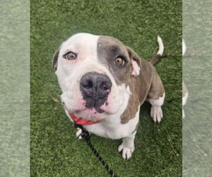 American Pit Bull Terrier-Unknown Mix Dogs for adoption in Lakewood, CO, USA